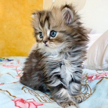 chaton Highland Straight brown blotched tabby Omoï Chatterie Nekobaa chaton Highland Straight brown blotched tabby Omoï Chatterie Nekobaa