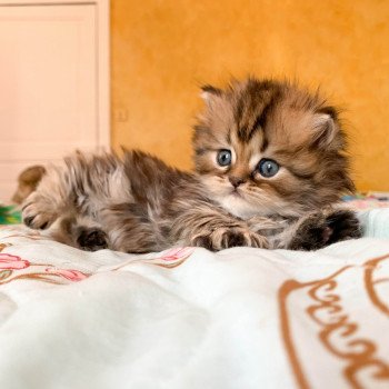 chaton Highland Straight brown blotched tabby Omoï Chatterie Nekobaa chaton Highland Straight brown blotched tabby Omoï Chatterie Nekobaa