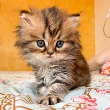 chaton Highland Straight brown blotched tabby Omoï Chatterie Nekobaa chaton Highland Straight brown blotched tabby Omoï Chatterie Nekobaa