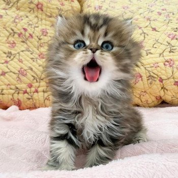 chaton Highland Straight brown blotched tabby Omoï Chatterie Nekobaa chaton Highland Straight brown blotched tabby Omoï Chatterie Nekobaa