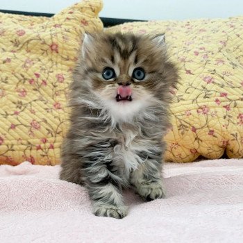chaton Highland Straight brown blotched tabby Omoï Chatterie Nekobaa chaton Highland Straight brown blotched tabby Omoï Chatterie Nekobaa