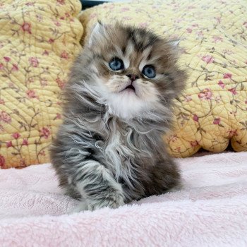 chaton Highland Straight brown blotched tabby Omoï Chatterie Nekobaa chaton Highland Straight brown blotched tabby Omoï Chatterie Nekobaa