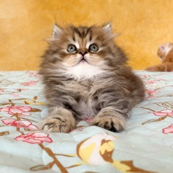 chaton Highland Straight brown blotched tabby Omoï Chatterie Nekobaa chaton Highland Straight brown blotched tabby Omoï Chatterie Nekobaa