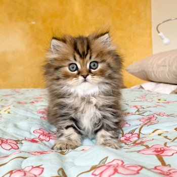 chaton Highland Straight brown blotched tabby Omoï Chatterie Nekobaa chaton Highland Straight brown blotched tabby Omoï Chatterie Nekobaa