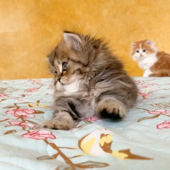 chaton Highland Straight brown blotched tabby Omoï Chatterie Nekobaa chaton Highland Straight brown blotched tabby Omoï Chatterie Nekobaa