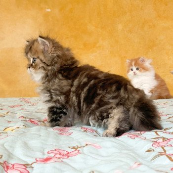 chaton Highland Straight brown blotched tabby Omoï Chatterie Nekobaa chaton Highland Straight brown blotched tabby Omoï Chatterie Nekobaa