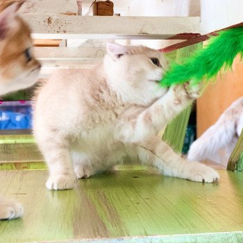 chaton Scottish Straight cream golden blotched tabby Oto Chatterie Nekobaa chaton Scottish Straight cream golden blotched tabby Oto Chatterie Nekobaa