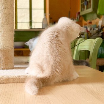 chaton Scottish Straight cream golden blotched tabby Oto Chatterie Nekobaa chaton Scottish Straight cream golden blotched tabby Oto Chatterie Nekobaa