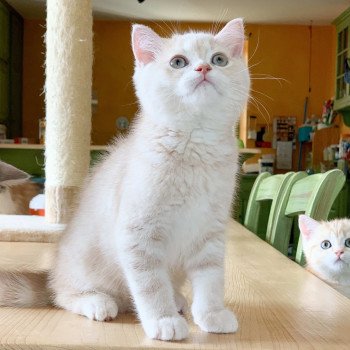chaton Scottish Straight cream golden blotched tabby Oto Chatterie Nekobaa chaton Scottish Straight cream golden blotched tabby Oto Chatterie Nekobaa