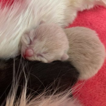 chaton Highland Straight red Oto Chatterie Nekobaa chaton Highland Straight red Oto Chatterie Nekobaa