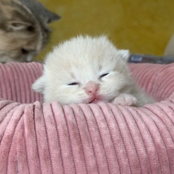 chaton Scottish Straight cream golden blotched tabby Oto Chatterie Nekobaa chaton Scottish Straight cream golden blotched tabby Oto Chatterie Nekobaa