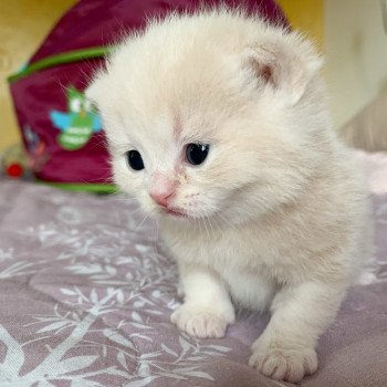chaton Scottish Straight cream golden blotched tabby Oto Chatterie Nekobaa chaton Scottish Straight cream golden blotched tabby Oto Chatterie Nekobaa
