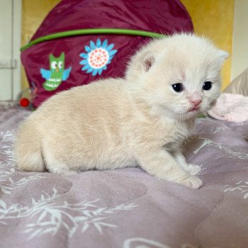 chaton Scottish Straight cream golden blotched tabby Oto Chatterie Nekobaa chaton Scottish Straight cream golden blotched tabby Oto Chatterie Nekobaa