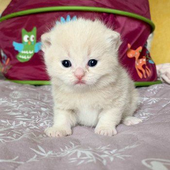 chaton Scottish Straight cream golden blotched tabby Oto Chatterie Nekobaa chaton Scottish Straight cream golden blotched tabby Oto Chatterie Nekobaa