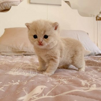 chaton Scottish Straight cream golden blotched tabby Oto Chatterie Nekobaa chaton Scottish Straight cream golden blotched tabby Oto Chatterie Nekobaa