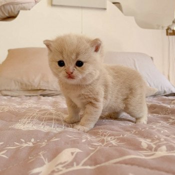 chaton Scottish Straight cream golden blotched tabby Oto Chatterie Nekobaa