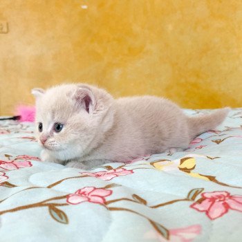 chaton Scottish Straight cream golden blotched tabby Oto Chatterie Nekobaa chaton Scottish Straight cream golden blotched tabby Oto Chatterie Nekobaa