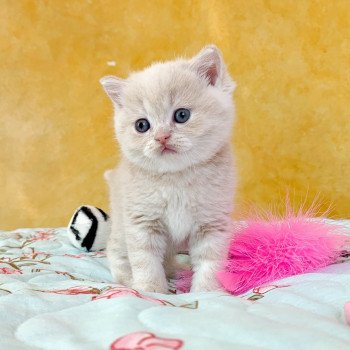 chaton Scottish Straight cream golden blotched tabby Oto Chatterie Nekobaa chaton Scottish Straight cream golden blotched tabby Oto Chatterie Nekobaa