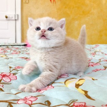 chaton Scottish Straight cream golden blotched tabby Oto Chatterie Nekobaa chaton Scottish Straight cream golden blotched tabby Oto Chatterie Nekobaa