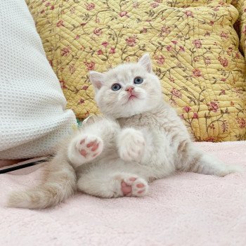 chaton Scottish Straight cream golden blotched tabby Oto Chatterie Nekobaa chaton Scottish Straight cream golden blotched tabby Oto Chatterie Nekobaa