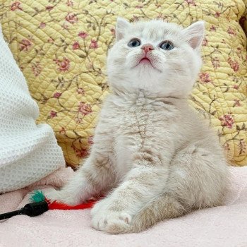 chaton Scottish Straight cream golden blotched tabby Oto Chatterie Nekobaa chaton Scottish Straight cream golden blotched tabby Oto Chatterie Nekobaa