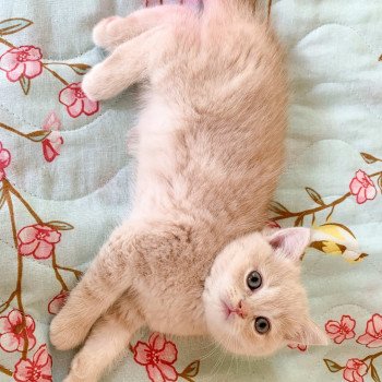 chaton Scottish Straight cream golden blotched tabby Oto Chatterie Nekobaa chaton Scottish Straight cream golden blotched tabby Oto Chatterie Nekobaa