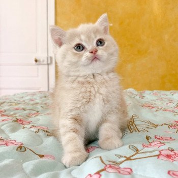 chaton Scottish Straight cream golden blotched tabby Oto Chatterie Nekobaa chaton Scottish Straight cream golden blotched tabby Oto Chatterie Nekobaa