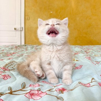 chaton Scottish Straight cream golden blotched tabby Oto Chatterie Nekobaa chaton Scottish Straight cream golden blotched tabby Oto Chatterie Nekobaa