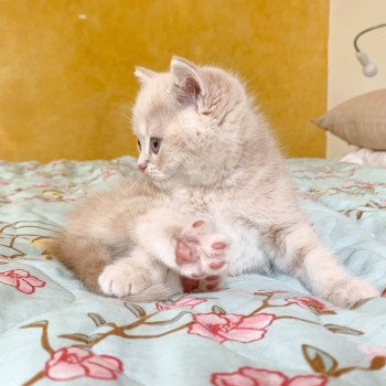 chaton Scottish Straight cream golden blotched tabby Oto Chatterie Nekobaa chaton Scottish Straight cream golden blotched tabby Oto Chatterie Nekobaa