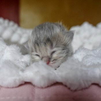 Cat Highland Straight Densetsu Chatterie Nekobaa