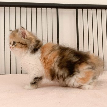 chaton Highland Straight brown tortie blotched tabby bicolor San Chatterie Nekobaa