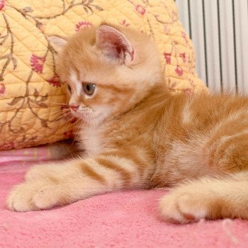 chaton Scottish Straight red blotched tabby Shiryu Chatterie Nekobaa