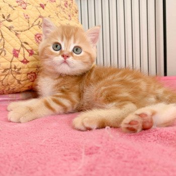 chaton Scottish Straight red blotched tabby Shiryu Chatterie Nekobaa