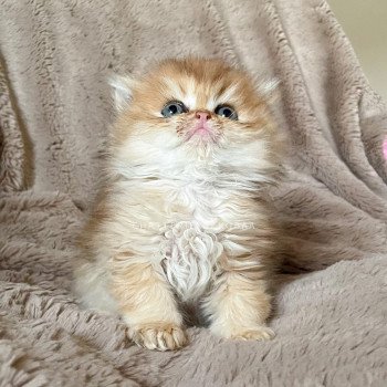 chaton Highland Straight black golden shaded Vishnu Chatterie Nekobaa