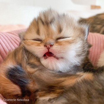 chaton Highland Straight brown blotched tabby Vivi Chatterie Nekobaa