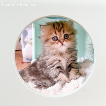 chaton Highland Straight brown blotched tabby Vivi Chatterie Nekobaa