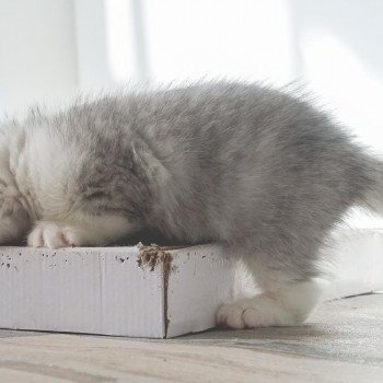 Cat Scottish Fold Enma Chatterie Nekobaa