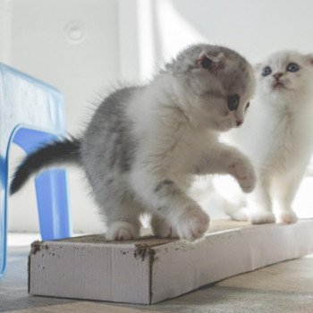 Cat Scottish Fold Enma Chatterie Nekobaa