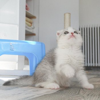 Cat Scottish Fold Enma Chatterie Nekobaa