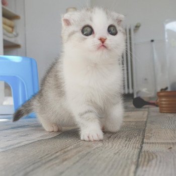 Cat Scottish Fold Enma Chatterie Nekobaa