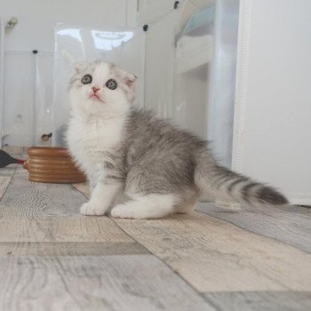 Cat Scottish Fold Enma Chatterie Nekobaa