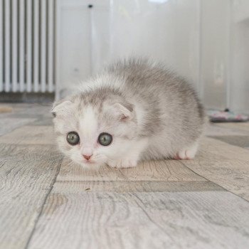 Cat Scottish Fold Enma Chatterie Nekobaa