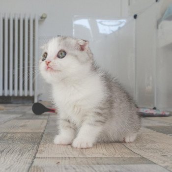 Cat Scottish Fold Enma Chatterie Nekobaa