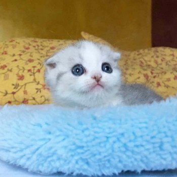 Cat Scottish Fold Enma Chatterie Nekobaa