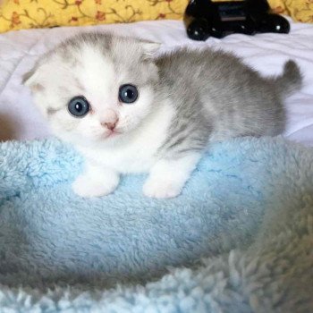 Cat Scottish Fold Enma Chatterie Nekobaa