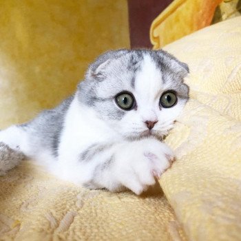 Cat Scottish Fold Enma Chatterie Nekobaa