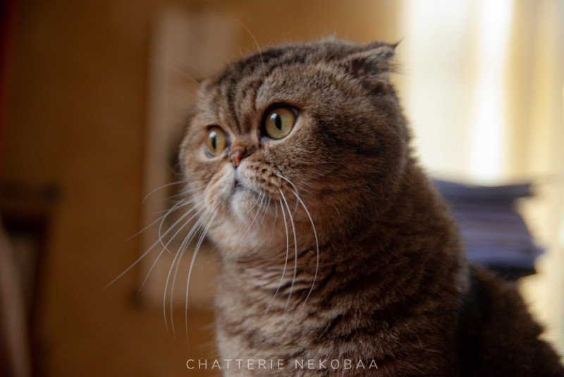 John Mâle Scottish Fold