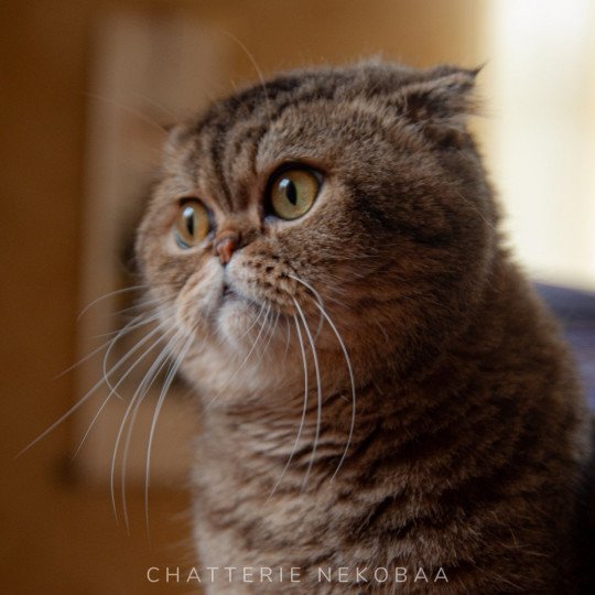 John Mâle Scottish Fold