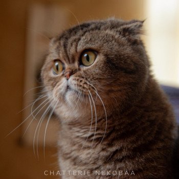 chat Scottish Fold brown tabby John Chatterie Nekobaa