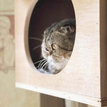 Cat Scottish Fold John Chatterie Nekobaa